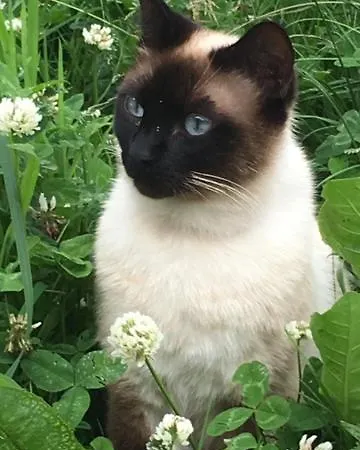 La Vieille Abbaye Frühstückspension