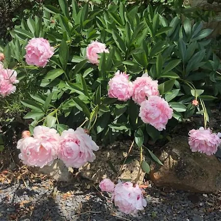 La Vieille Abbaye Frühstückspension Barbery (Calvados)