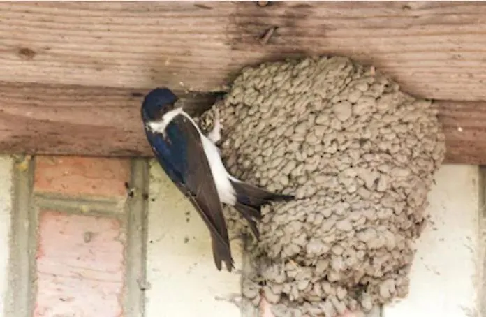 La Vieille Abbaye Couette-café